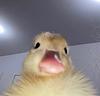 mangorien's profile picture