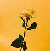 cel1a's profile picture