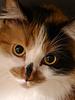 matcha_cat's profile picture