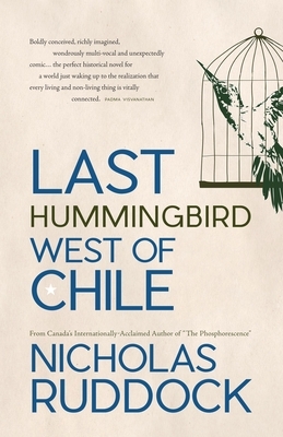Last Hummingbird West of Chile by Nicholas Ruddock