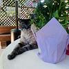 eclecticat's profile picture