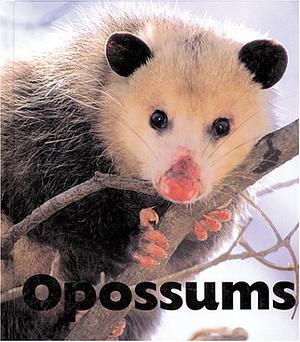 Opossums by Sandra Lee