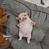 pitoupaw's profile picture