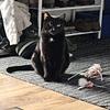 robinbythebooksandcats's profile picture