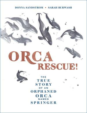 Orca Rescue!: The True Story of an Orphaned Orca Named Springer by Sarah Burwash