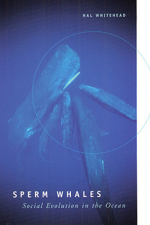 Sperm Whales: Social Evolution in the Ocean by Hal Whitehead