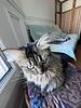 palemon's profile picture