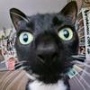 cat_kazoooo's profile picture
