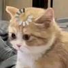 potts_n_pans's profile picture