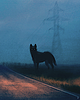 wolfism's profile picture