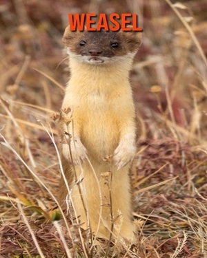 Weasel: Learn About Weasel and Enjoy Colorful Pictures by Matilda Leo