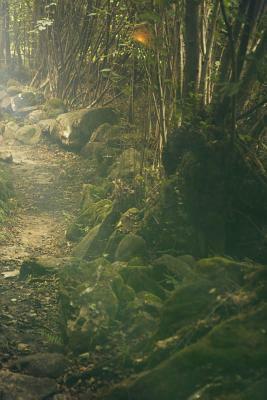 Trail Through the Bush: Some Trails Are Single Use and Can Only Be Used for Walking. by Planners and Journals