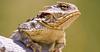 spinynettle's profile picture