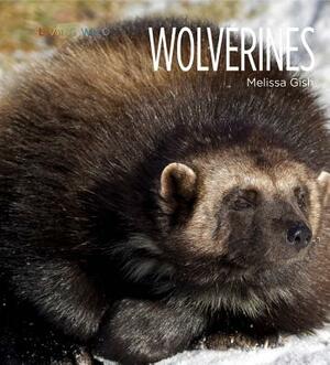Living Wild: Wolverines by Melissa Gish
