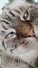 spel_acchiotto's profile picture