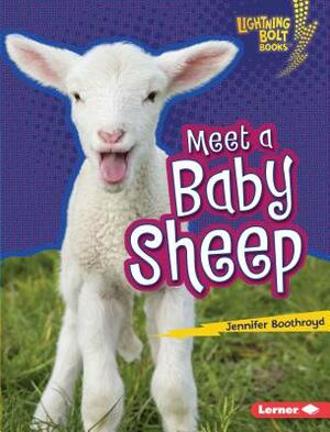 Meet a Baby Sheep by Jennifer Boothroyd